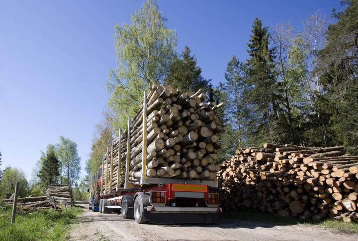 Fabricant de bois en autoclave Lusse